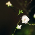 Thư pháp Cáo tật thị chúng 